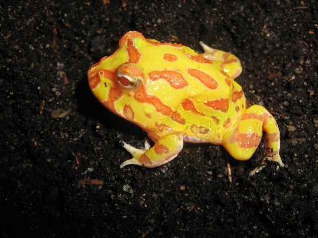 013 - Ceratophrys cranwelli albino.jpg